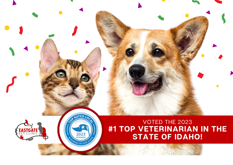 Carousel Slide 2: We're proud to have been voted Best Veterinarian in the state of Idaho!!