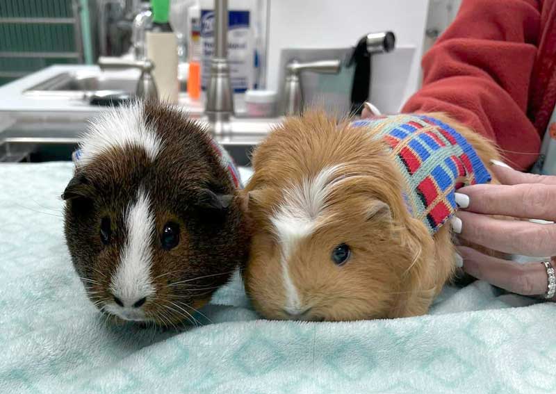 Carousel Slide 3: Pocket pet veterinarians